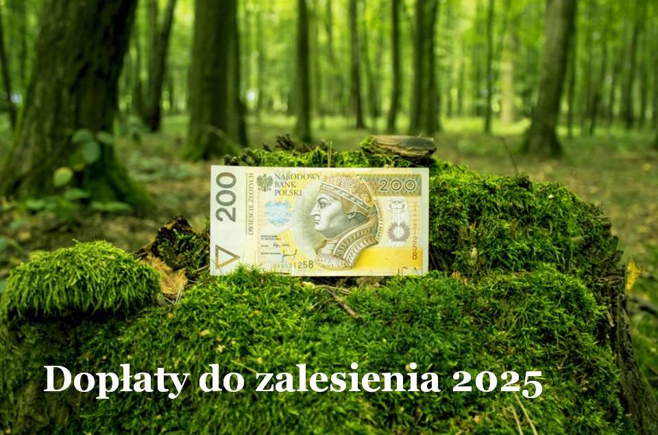 doplaty do zalesienia 2025a